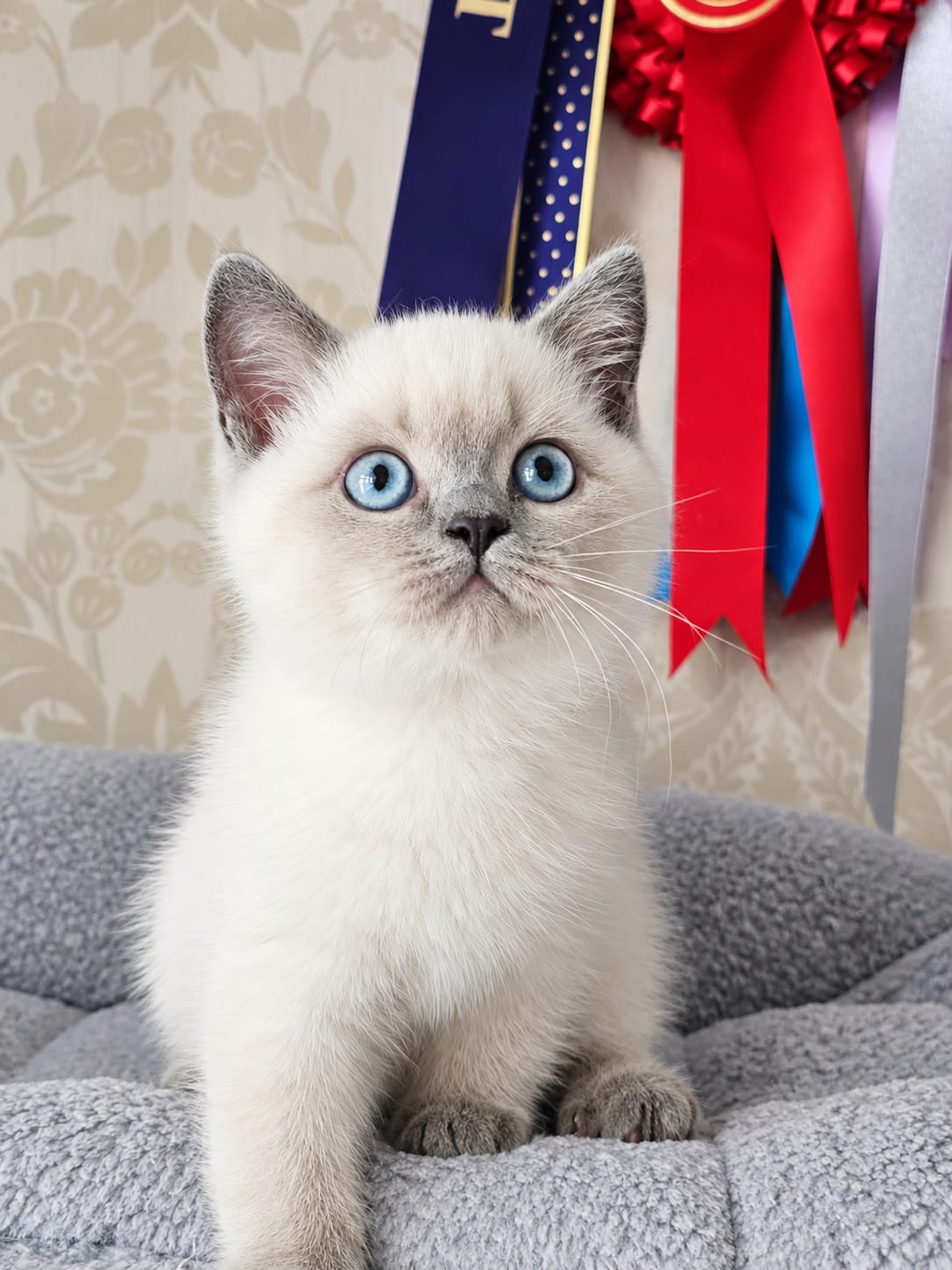 Kitten Image: Kohanna